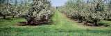 Apple Trees in an Orchard, Kent County, Michigan, USA Photographic Print by Panoramic Images 