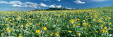 Flowers Growing in a Field, Rocky Mountains, Montana, USA Photographic Print by Panoramic Images 