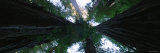 Trees in a Forest, Redwood National Park, California, USA Photographic Print by Panoramic Images 