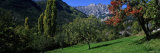 Trees on a Landscape, Var Valley, French Riviera, France Photographic Print by Panoramic Images 