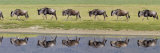 Herd of Wildebeests along a River, Ngorongoro Crater, Tanzania Fotografie-Druck von Panoramic Images 