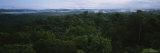 Trees in a Forest, Belize Photographic Print by Panoramic Images 