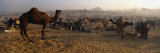 Camels in a Fair, Pushkar Camel Fair, Pushkar, Rajasthan, India Lámina fotográfica por Panoramic Images Camels in a Fair, Pushkar Camel Fair, Pushkar, Rajasthan, India Lámina fotográfica por Panoramic Images