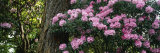 Rhododendron Flowers on a Plant, Oregon, USA Lámina fotográfica por Panoramic Images Rhododendron Flowers on a Plant, Oregon, USA Lámina fotográfica por Panoramic Images