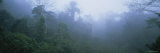 Trees in a Forest, Belize Photographic Print by Panoramic Images 
