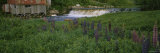 Lupine Flowers in a Field, Petite River, Nova Scotia, Canada Photographic Print by Panoramic Images 