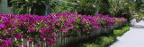 Azaleas on a Picket Fence along a Sidewalk, Boca Grande, Gasparilla Island, Florida, USA Photographic Print by Panoramic Images
