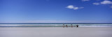 Four Gentoo Penguins Standing on the Beach, Falkland Islands Reprodukcja zdjęcia autor Panoramic Images Four Gentoo Penguins Standing on the Beach, Falkland Islands Reprodukcja zdjęcia autor Panoramic Images