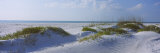 Grass on the Beach, Lido Beach, Lido Key, Sarasota, Florida, USA Photographic Print by Panoramic Images 