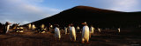 Colony of Gentoo Penguins Standing on a Landscape, Falkland Islands Photographic Print by Panoramic Images 