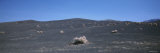 Plants on an Arid Landscape, near Ubehebe Crater, Death Valley National Park, California Lámina fotográfica por Panoramic Images