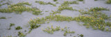 Plants on the Beach, Gulf of Mexico, Venice, Sarasota County, Florida, USA Reprodukcja zdjęcia autor Panoramic Images Plants on the Beach, Gulf of Mexico, Venice, Sarasota County, Florida, USA Reprodukcja zdjęcia autor Panoramic Images