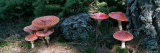 Fly Agaric Mushrooms, French Riviera, France Photographic Print by Panoramic Images 