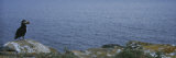 Atlantic Puffin Perching on a Rock, Maberly, Newfoundland and Labrador, Canada Photographic Print by Panoramic Images 