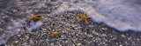 Three Starfish on the Beach, Gulf of Mexico, Florida, USA Photographic Print by Panoramic Images 