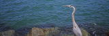 Great Blue Heron Perching on a Rock, Gulf of Mexico, Florida, USA Photographic Print by Panoramic Images 