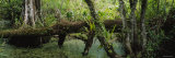 Trees in the Forest, Corkscrew Swamp Sanctuary, Naples, Florida, USA Fotografie-Druck von Panoramic Images 
