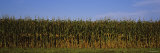 Corn Crop in a Field, Wisconsin, USA Photographic Print by Panoramic Images 