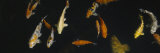 School of Fish in an Aquarium, Japanese Koi Fish, Capitol Aquarium, Sacramento, California, USA Reprodukcja zdjęcia autor Panoramic Images School of Fish in an Aquarium, Japanese Koi Fish, Capitol Aquarium, Sacramento, California, USA Reprodukcja zdjęcia autor Panoramic Images
