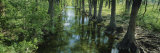 Reflection of a Tree in Water, USA Lámina fotográfica por Panoramic Images Reflection of a Tree in Water, USA Lámina fotográfica por Panoramic Images