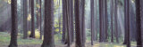 Trees in the Forest, South Bohemia, Czech Republic Lámina fotográfica por Panoramic Images