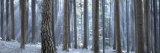 Sunlight Passing through Trees in the Forest, South Bohemia, Czech Republic Lámina fotográfica por Panoramic Images
