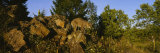 Bobcat Standing on a Rock, Flathead National Forest, U.S. Glacier National Park, Montana, USA Photographic Print by Panoramic Images 
