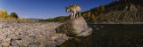 Gray Wolf, North Fork Flathead River, Glacier National Park, Montana, USA Fotografie-Druck von Panoramic Images 