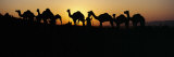 Silhouette of Camels in a Desert, Pushkar Camel Fair, Pushkar, Rajasthan, India Fotografie-Druck von Panoramic Images 