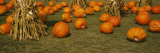 Corn Plants with Pumpkins in a Field, South Dakota, USA Lámina fotográfica por Panoramic Images Corn Plants with Pumpkins in a Field, South Dakota, USA Lámina fotográfica por Panoramic Images