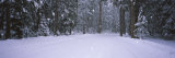 Snow Falling on the Road, Yosemite National Park, California, USA Photographic Print by Panoramic Images 