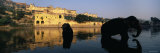 Silhouette of Two Elephants in a River, Amber Fort, Jaipur, Rajasthan, India Photographie par Panoramic Images 