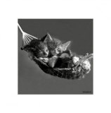 Gatinhos na Rede Posters por Keith Kimberlin Gatinhos na Rede Posters por Keith Kimberlin
