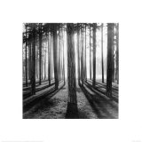 Sunlight Through Trees Posters Sunlight Through Trees Posters