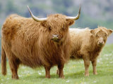 Highland Cow and Calf, Strathspey, Scotland, UK Posters par Pete Cairns