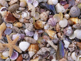 Mixed Sea Shells on Beach, Sarasata, Florida, USA Posters by Lynn M. Stone