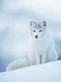 Pete Cairns - Arctic Fox Male Portrait, Norway - Poster