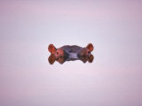 Hippopotamus Submerged, Eyes and Ears Just Above Water.Kruger National Park, South Africa Poster von Tony Heald