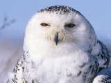 Snowy Owl, Female, Scotland, UK Stampa fotografica di Niall Benvie Snowy Owl, Female, Scotland, UK Stampa fotografica di Niall Benvie