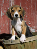 Beagle Dog Puppy Print by Lynn M. Stone