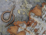Female Slow Worm Near Rusting Iron, Scotland Photo by Niall Benvie