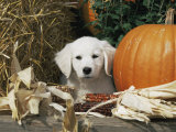 Golden Retriever Puppy (Canis Familiaris) Portrait with Pumpkin Print by Lynn M. Stone