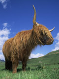 Domesticated Highland Cow, Aberfoyle, Argyll, Scotland, UK Affiche par Niall Benvie