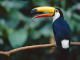 Toco Toucan in Tree, Igazu National Park, Brazil, Iguassu Poster von Staffan Widstrand