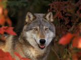Grey Wolf Portrait, Minnesota, USA Posters by Lynn M. Stone