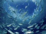 Bigeye Jacks School at Sea Surface, Indo-Pacific Poster by Jurgen Freund