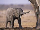 African Elephant Baby, Etosha National Park, Namibia Fotografía por Tony Heald African Elephant Baby, Etosha National Park, Namibia Fotografía por Tony Heald