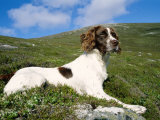 Springer Spaniel, Scotland, UK Poster by Pete Cairns
