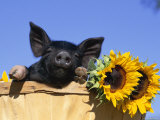 Piglet (Mixed Breed) in Barrel with Sunflower Poster by Lynn M. Stone