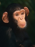 Baby Chimpanzee Portrait, from Central Africa Poster by Pete Oxford
